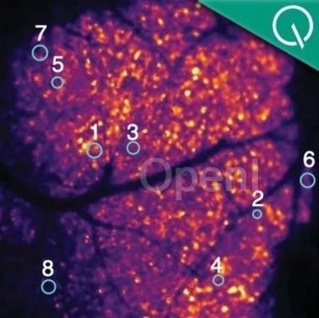 死宅更容易变傻？？Science正经研究：大脑缺氧竟是常态，但靠运动可以改善（死宅的人）