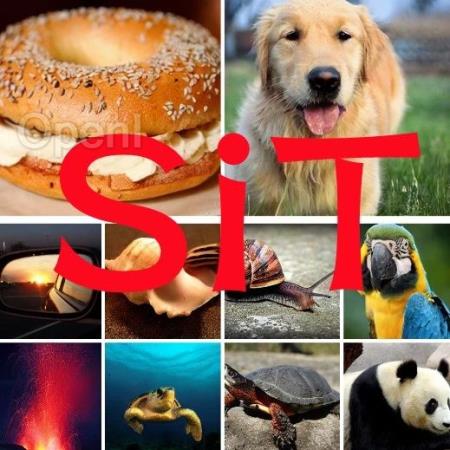 出圈的Sora带火DiT，连登GitHub热榜，已进化出新版本SiT（出圈是什么意思网络用语）