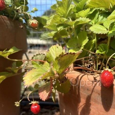奥特曼「草莓」模型跳票，OpenAI凌晨大新闻，把网友整懵了（播放奥特曼儿童片）