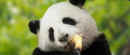 熊猫饭圈中，谁是最大的顶流？（熊猫是谁的粉丝名）
